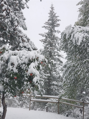iN PHOTOS: First significant snow of 2020 falls on Okanagan, Kamloops | iNFOnews.ca iN PHOTOS: First significant snow of 2020 falls on Okanagan, Kamloops | iNFOnews.ca