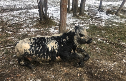 Mounties in northeastern B.C. come to rescue of calf trapped in ice | iNFOnews.ca Mounties in northeastern B.C. come to rescue of calf trapped in ice | iNFOnews.ca