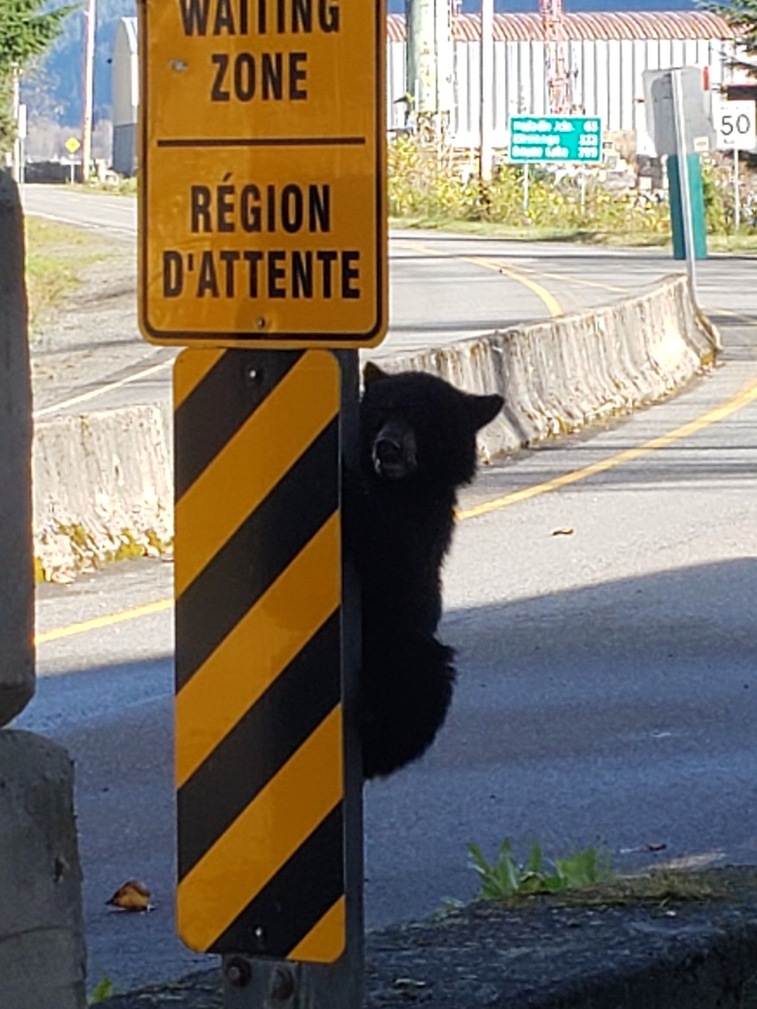 Black bear without travel documents stopped at Canada-U.S. border | iNFOnews.ca Black bear without travel documents stopped at Canada-U.S. border | iNFOnews.ca
