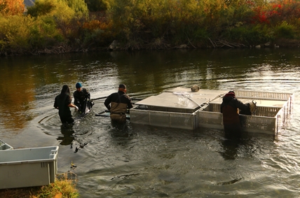 iN PHOTOS: Sockeye salmon predicted to return in record numbers to Okanagan rivers and lakes | iNFOnews.ca iN PHOTOS: Sockeye salmon predicted to return in record numbers to Okanagan rivers and lakes | iNFOnews.ca