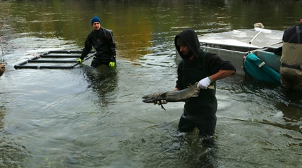 iN PHOTOS: Sockeye salmon predicted to return in record numbers to Okanagan rivers and lakes | iNFOnews.ca iN PHOTOS: Sockeye salmon predicted to return in record numbers to Okanagan rivers and lakes | iNFOnews.ca