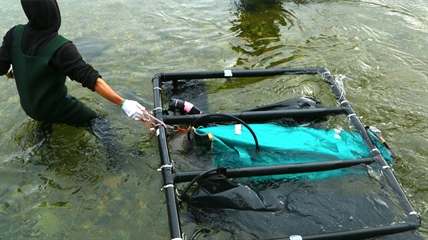 iN PHOTOS: Sockeye salmon predicted to return in record numbers to Okanagan rivers and lakes | iNFOnews.ca iN PHOTOS: Sockeye salmon predicted to return in record numbers to Okanagan rivers and lakes | iNFOnews.ca