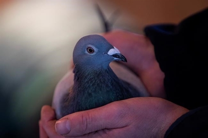 Belgian racing pigeon fetches record price of $1.9 million | iNFOnews.ca Belgian racing pigeon fetches record price of $1.9 million | iNFOnews.ca