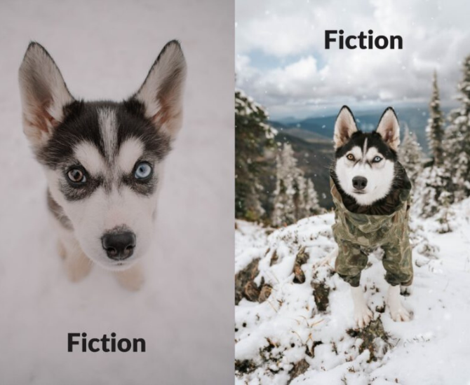 Where are they now? 17 husky puppies rescued in B.C. Interior have found forever homes | iNFOnews.ca