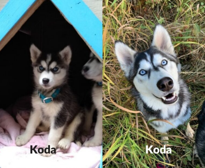 Where are they now? 17 husky puppies rescued in B.C. Interior have found forever homes | iNFOnews.ca