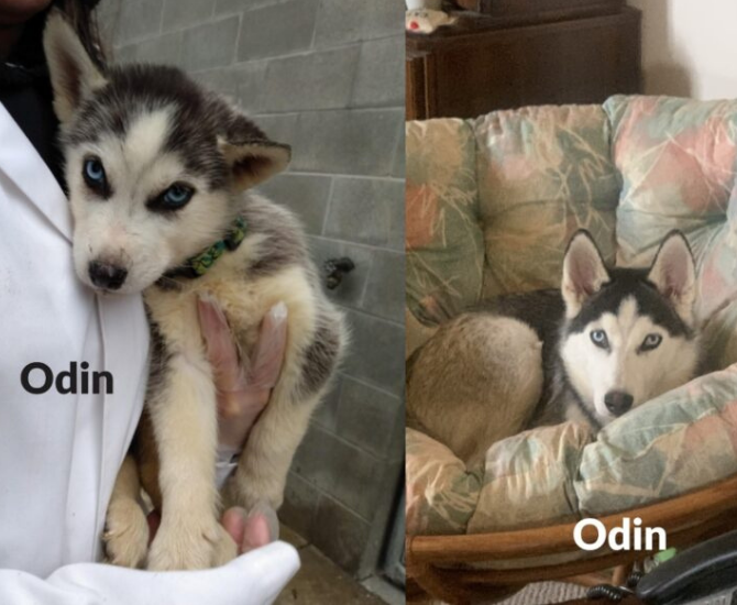 Where are they now? 17 husky puppies rescued in B.C. Interior have found forever homes | iNFOnews.ca