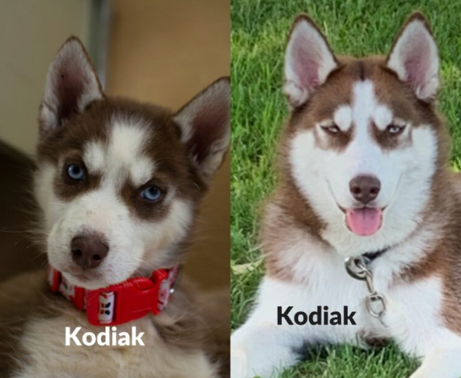 Where are they now? 17 husky puppies rescued in B.C. Interior have found forever homes | iNFOnews.ca