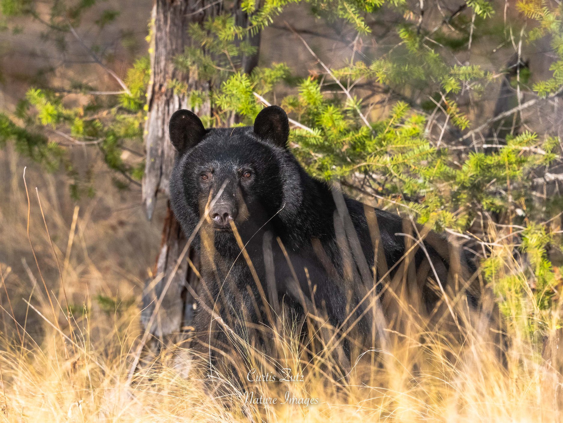 Walk in the wild rewards Oliver nature photographer with amazing bear cub photo | iNFOnews.ca