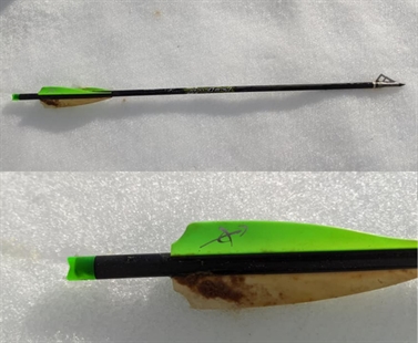 Buffalo calf shot and killed with arrow at ranch in Merritt | iNFOnews.ca Buffalo calf shot and killed with arrow at ranch in Merritt | iNFOnews.ca