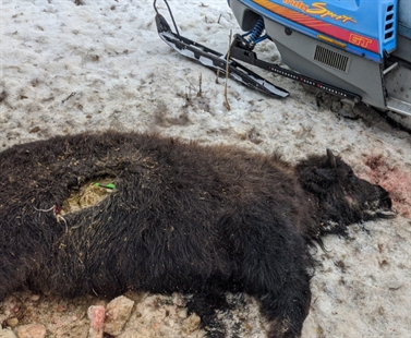 Buffalo calf shot and killed with arrow at ranch in Merritt | iNFOnews.ca Buffalo calf shot and killed with arrow at ranch in Merritt | iNFOnews.ca