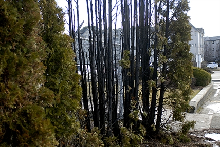Arsonist torches trees, self at Okanagan College | iNFOnews.ca