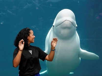 Aquarium agrees to delay beluga whale delivery amid lawsuit | iNFOnews.ca Aquarium agrees to delay beluga whale delivery amid lawsuit | iNFOnews.ca