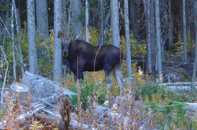 Hunter fined nearly $5,000 for poaching bull moose in Okanagan | iNFOnews.ca