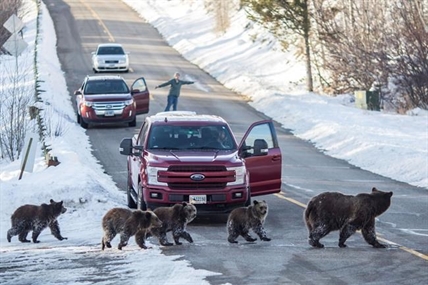 Famous Wyoming grizzly, cubs, draw fans on trip to their den | iNFOnews.ca Famous Wyoming grizzly, cubs, draw fans on trip to their den | iNFOnews.ca
