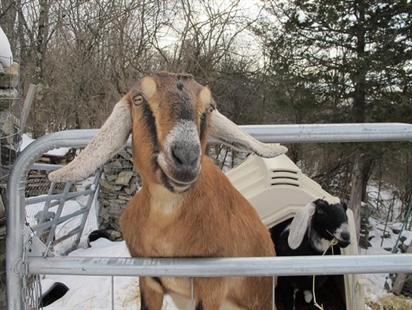 Dog and goat serving as mayor raise money for a playground | iNFOnews.ca Dog and goat serving as mayor raise money for a playground | iNFOnews.ca