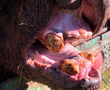 Grizzly, 34, euthanized, found to be Yellowstone region's known oldest | iNFOnews.ca Grizzly, 34, euthanized, found to be Yellowstone region's known oldest | iNFOnews.ca
