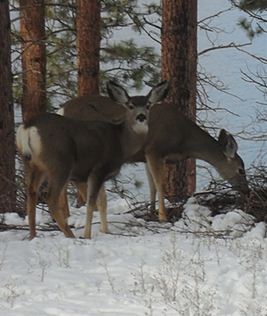 City takes another step in netting its deer problem | iNFOnews.ca