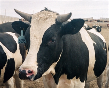 Canadian seaweed may be the secret to taming belchy cows, tackling climate change | iNFOnews.ca Canadian seaweed may be the secret to taming belchy cows, tackling climate change | iNFOnews.ca