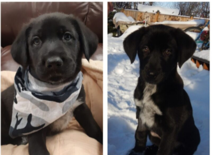 Abused mother dog and her 10 puppies seized in northern B.C. find forever homes | iNFOnews.ca