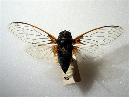 Meet the insect named after the Okanagan | iNFOnews.ca Meet the insect named after the Okanagan | iNFOnews.ca