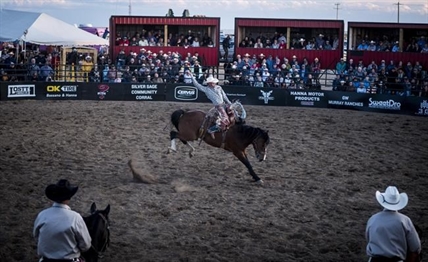 Let 'er buck: Study suggests horses learn from rodeo experience, grow calmer | iNFOnews.ca