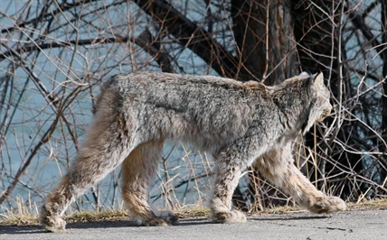 iN PHOTOS: Kamloops resident snaps amazing photos of lynx | iNFOnews.ca iN PHOTOS: Kamloops resident snaps amazing photos of lynx | iNFOnews.ca