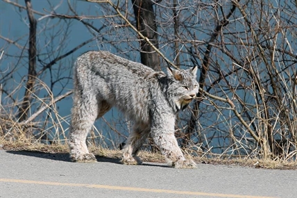 iN PHOTOS: Kamloops resident snaps amazing photos of lynx | iNFOnews.ca iN PHOTOS: Kamloops resident snaps amazing photos of lynx | iNFOnews.ca