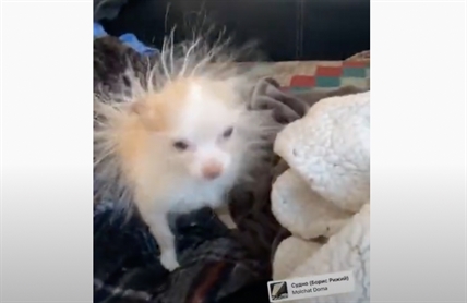 TRENDING NOW: How to turn your chihuahua into a porcupine | iNFOnews.ca