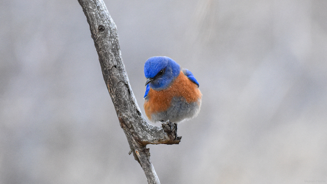 South Okanagan photographer catches return of spring birds to the valley | iNFOnews.ca