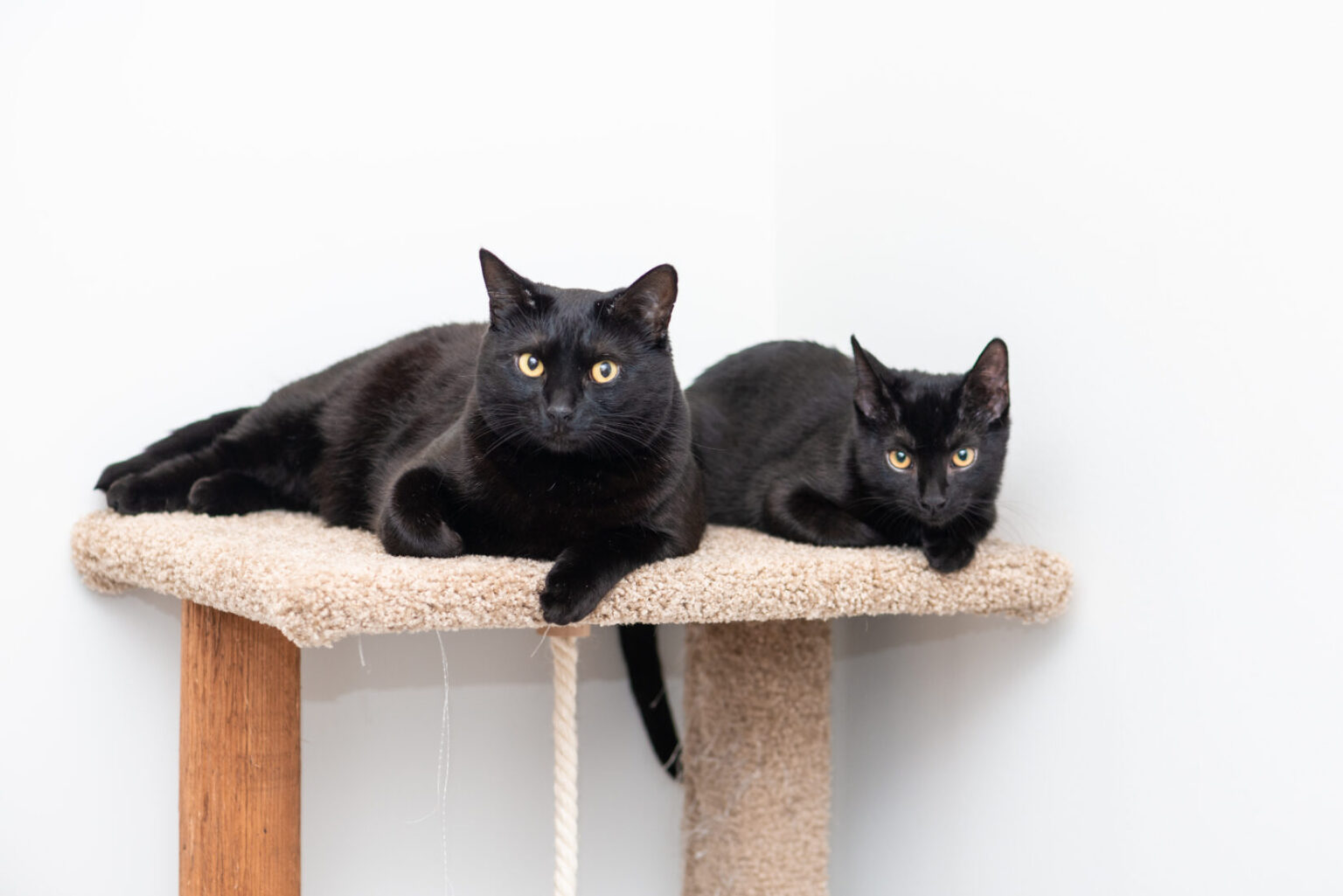 Help emerging for evacuees and their pets in Kamloops, Okanagan | iNFOnews.ca