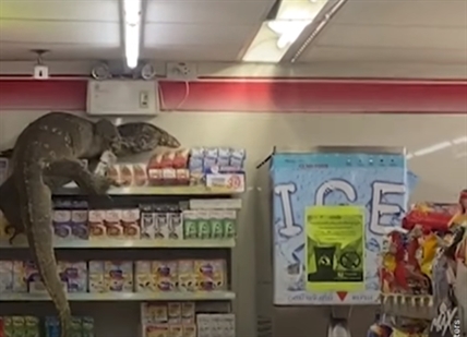 TRENDING NOW: Giant lizard climbs 7-Eleven store shelves | iNFOnews.ca