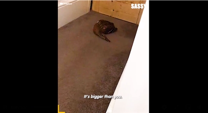 TRENDING NOW: Cat manages to bring live duck into family home | iNFOnews.ca