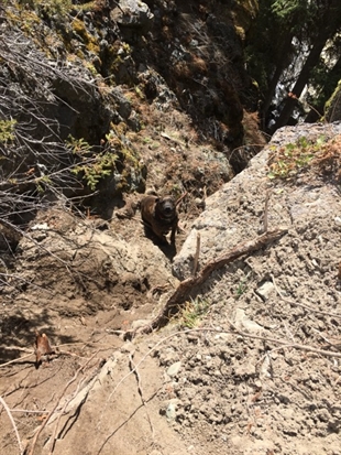 Dog rescued from precarious perch on waterfall ledge near Logan Lake | iNFOnews.ca