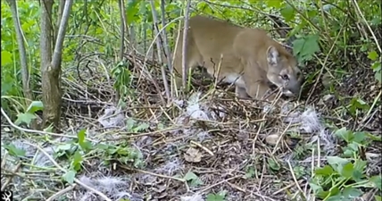 Cougar, grizzly bear, captured on camera at kill site | iNFOnews.ca