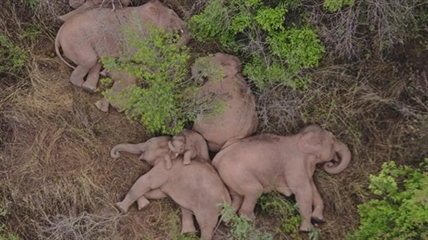 China's wandering elephants on the move again | iNFOnews.ca