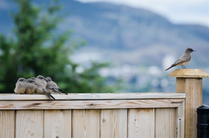 Kamloops couple watch as family of birds grow up and take flight | iNFOnews.ca Kamloops couple watch as family of birds grow up and take flight | iNFOnews.ca