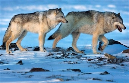 Culling cutlines, not wolves, key to preserving caribou herds: researcher | iNFOnews.ca Culling cutlines, not wolves, key to preserving caribou herds: researcher | iNFOnews.ca