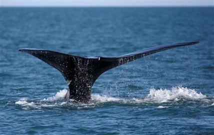 Whale's survival needs fishers, regulators to innovate to avoid entanglements: film | iNFOnews.ca Whale's survival needs fishers, regulators to innovate to avoid entanglements: film | iNFOnews.ca