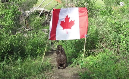 TRENDING NOW: Beaver steals flag in truly Canadian moment | iNFOnews.ca