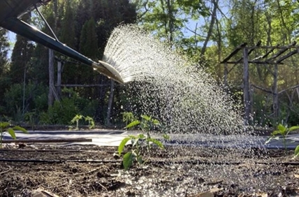 Gardening: Buy or make a rain gauge to get watering right | iNFOnews.ca