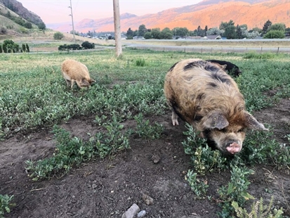 How this Kamloops farm family is coping with the heat wave | iNFOnews.ca How this Kamloops farm family is coping with the heat wave | iNFOnews.ca