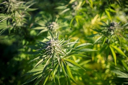 Cannabis farmers forced to react as heat, wildfires take their toll on crops | iNFOnews.ca