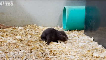 TRENDING NOW: Toronto Zoo welcomes birth of critically endangered Vancouver Island marmots | iNFOnews.ca