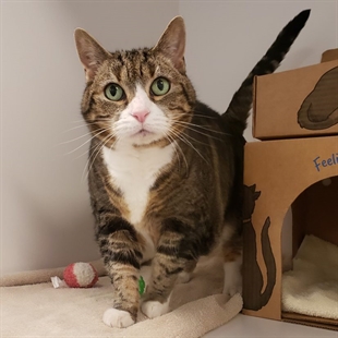 BC SPCA in Kamloops trying to reunite owners with pets separated by wildfires | iNFOnews.ca BC SPCA in Kamloops trying to reunite owners with pets separated by wildfires | iNFOnews.ca