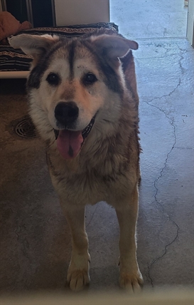 BC SPCA in Kamloops trying to reunite owners with pets separated by wildfires | iNFOnews.ca BC SPCA in Kamloops trying to reunite owners with pets separated by wildfires | iNFOnews.ca