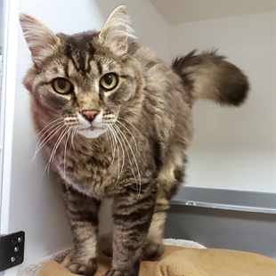 BC SPCA in Kamloops trying to reunite owners with pets separated by wildfires | iNFOnews.ca BC SPCA in Kamloops trying to reunite owners with pets separated by wildfires | iNFOnews.ca
