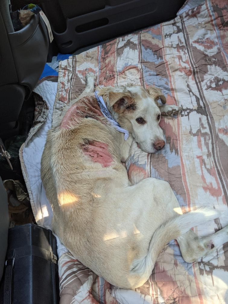 Dog burned in South Okanagan wildfire back with owner and recovering | iNFOnews.ca