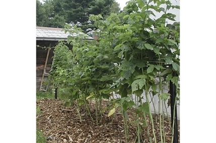 Bramble patch? Berries grow better in pruned rows or hills | iNFOnews.ca