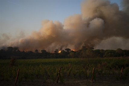 Vintners despair after French wildfire ravaged grapevines | iNFOnews.ca Vintners despair after French wildfire ravaged grapevines | iNFOnews.ca