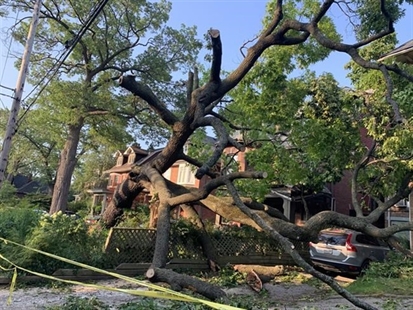 Big tree on your property? Best to check your insurance coverage before it comes down | iNFOnews.ca Big tree on your property? Best to check your insurance coverage before it comes down | iNFOnews.ca